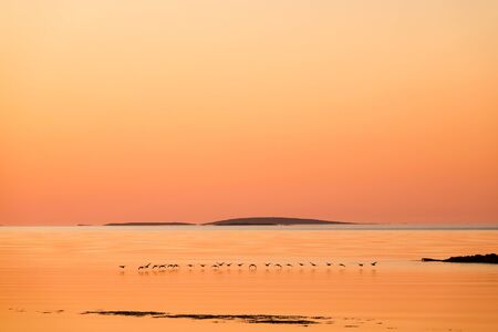 Wild duck on the water.の写真素材
