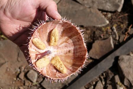 Opening a spiny sea urchin straight from the Arctic seaの写真素材
