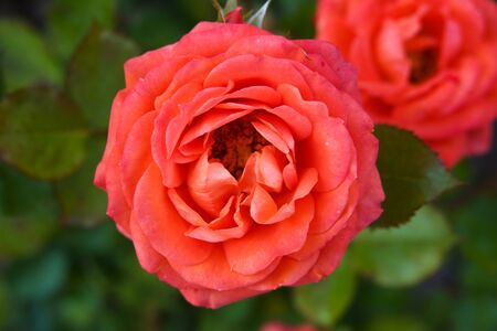 Coral Roses in Full Bloom in a Rose Gardenの写真素材