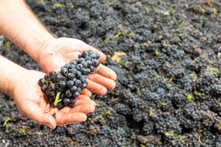 The grapes of pinonoir in the hand of the winemakerの写真素材
