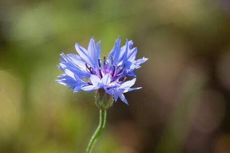 Blue Cornflower Herb or bachelor button flowerの写真素材