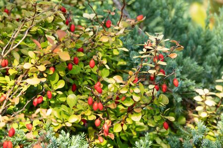 Barberry red berries. Red barberry on the branch. Red barberry berries on a bush.の写真素材
