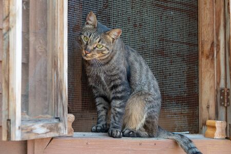 A beautiful grey shorthair cat sits on a window outside a house in the village in summerの写真素材