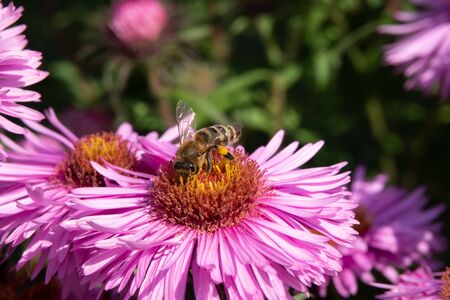 The bee is collecting pollen