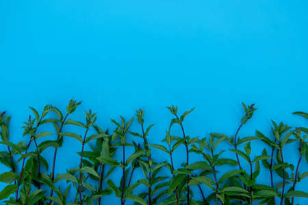 Flat lay composition with fresh mint leaves on color backgroundの写真素材