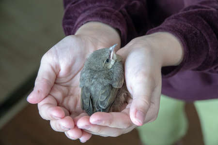 a girl holds a baby bird of the forest in her handsの写真素材