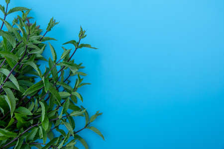 Flat lay composition with fresh mint leaves on color backgroundの写真素材