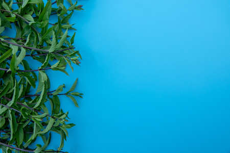 Flat lay composition with fresh mint leaves on color backgroundの写真素材