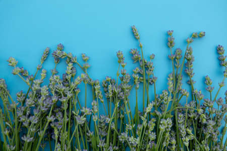 bundle of lavender flowers isolated on backgroundの写真素材