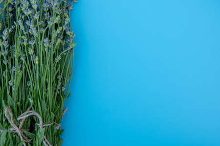 bundle of lavender flowers isolated on backgroundの写真素材