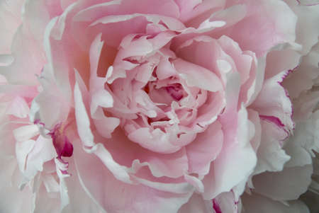 Beautiful flowers, peonies. Bouquet of pink peony.の写真素材