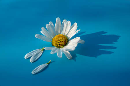 beautiful white camomile lies on a blueの写真素材