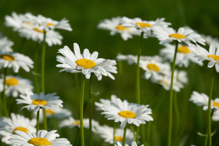 Bouquet of camomiles at sunlight. Natural background.の写真素材