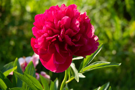 Pink flower peonies flowering on background pinkの写真素材