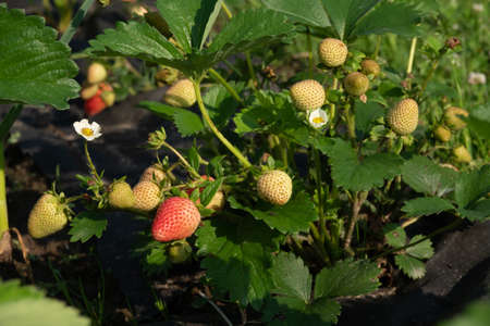 Large bush of strawberries, with green berries. Growing berries in the garden. Concept of proper healthy nutrition.の写真素材