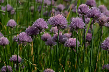 Abundant flowering of bright purple onions.の写真素材