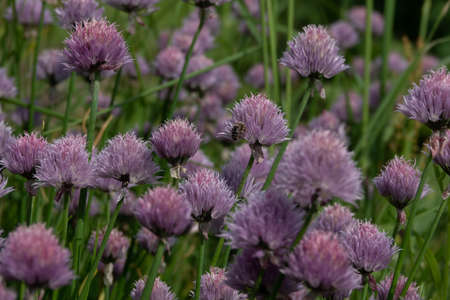Abundant flowering of bright purple onions.の写真素材