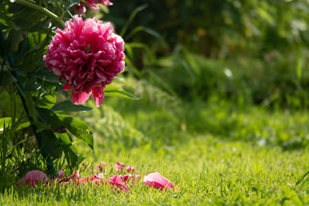 Pink flower peonies flowering on background pinkの写真素材