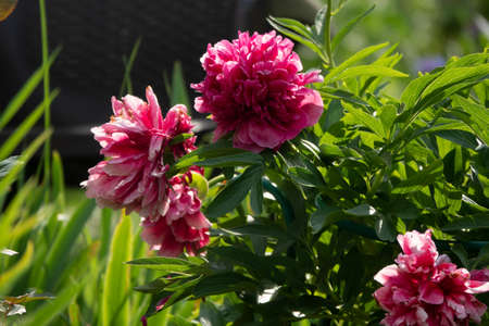 Pink flower peonies flowering on background pinkの写真素材