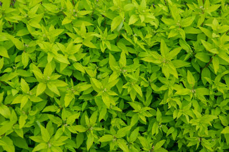 the leaves of the shrub for hedges greenの写真素材