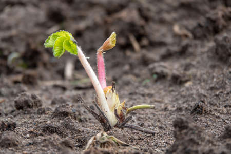 Strawberry frigo seedlings ready to grow in garden