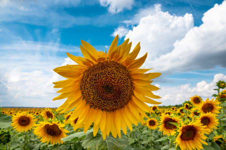Sunflowers field of blooming sunflowers on a background blue sky.