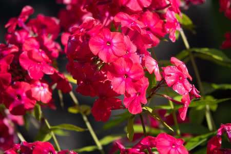 Phlox paniculata, fall phlox, garden phlox perennial phloxの写真素材