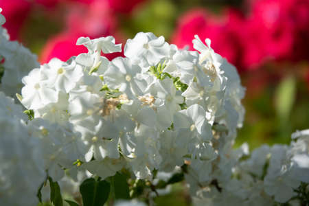 Phlox paniculata, fall phlox, garden phlox perennial phloxの写真素材