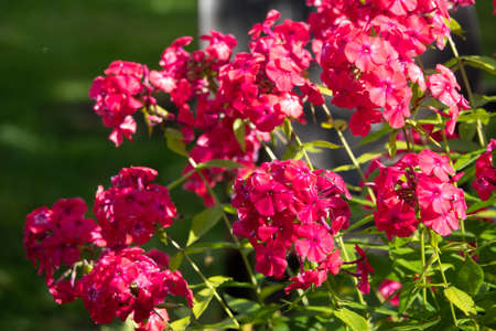 Phlox paniculata, fall phlox, garden phlox perennial phloxの写真素材