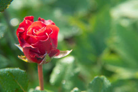 Red rose flower blooming in roses garden on background red roses flowers.の写真素材