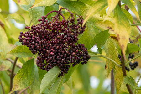 Clusters fruit black elderberry in garden in sun light Sambucus nigra.