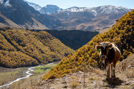 Brown mountain cows grazing on an pasture in the Elbrus in summer.の写真素材