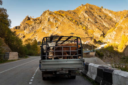 Transporting animals by car in a rural area, a man follows the cows in the car, which is transportedの写真素材
