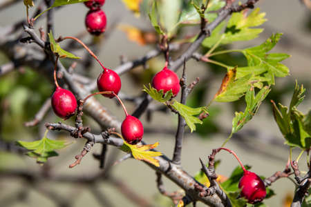 Ripe berries, haws, on Hawthorn also called thornapple, May-tree, whitethorn, or hawberry Crataegus monogyna berriesの写真素材