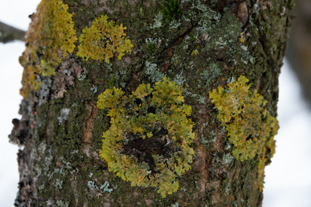 Yellow lichen on the bark of a tree. Tree trunk affected by lichen. Moss on a tree branch. Textured wood surface with lichens colony. Fungus ecosystem on trees bark. Common orange lichen.の写真素材