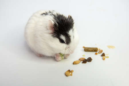 Djungarian hamster eating in sawdust on white backgroundの写真素材