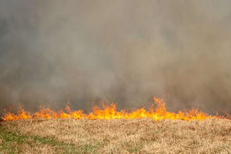 Forest fire burning, Wildfire close upの写真素材
