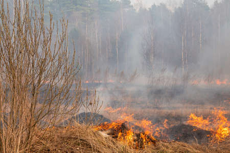 Forest fire burning, Wildfire close up at day timeの写真素材