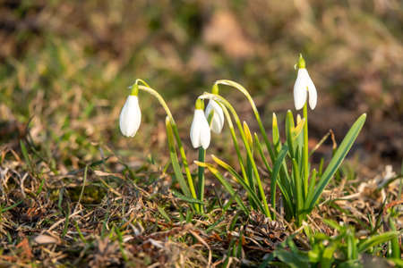 Snowdrop spring flowers. Delicate Snowdrop flower is one of the spring symbols telling us winter is leaving and we have warmer times ahead. Fresh green well complementing the white Snowdrop blossoms.の写真素材