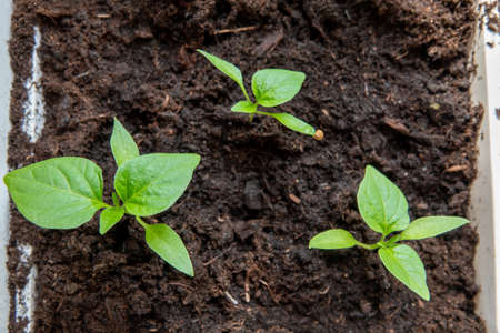 A seedling of bitter and sweet peppers on the window in springの写真素材