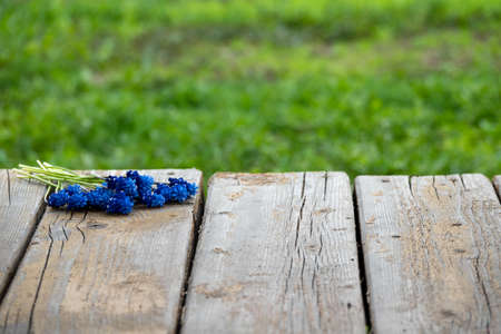 Muscari flower.Muscari armeniacum.Grape Hyacinths .Muscari flowers in warm sunshineの写真素材