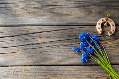 Muscari flower.Muscari armeniacum.Grape Hyacinths .Muscari flowers in warm sunshineの写真素材