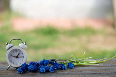 Muscari flower.Muscari armeniacum.Grape Hyacinths .Muscari flowers in warm sunshine