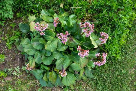 Bergenia cordifolia also named Bergenia crassifolia, the badan, Siberian tea blooming, dark pink...