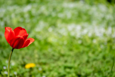 Group of red tulips in the park.の写真素材