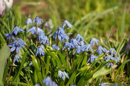 Muscari flower.Muscari armeniacum.Grape Hyacinths .Muscari flowers in warm sunshineの写真素材