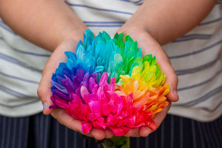 Colorful chrysanthemum flower macro shot. Chrysanthemum rainbow flower background.の写真素材