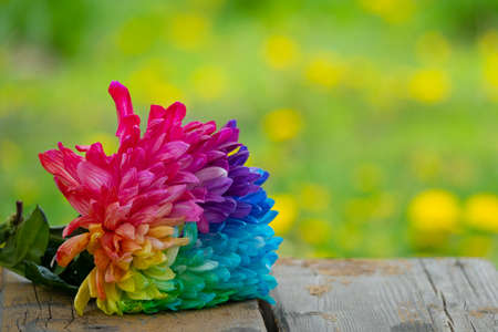 Colorful chrysanthemum flower macro shot. Chrysanthemum rainbow flower background.の写真素材