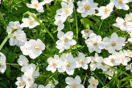 Japanese anemone Elfin Swan - Latin name - Anemone japonica Elfin Swanの写真素材