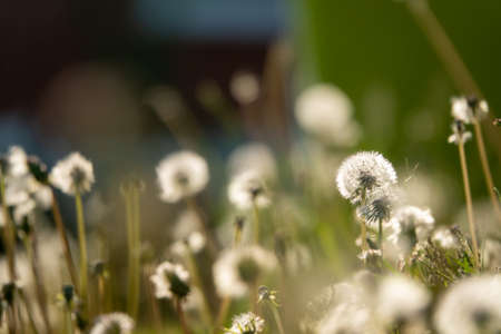 White fluffy dandelions, natural green blurred spring background